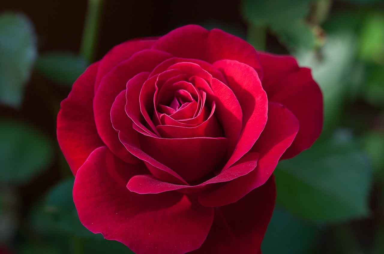 Image - flower rose red red rose blossom