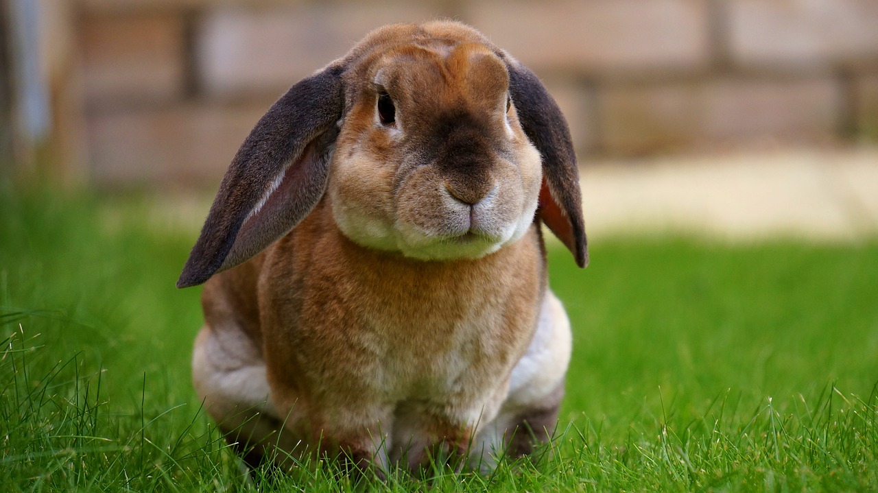 Image - rabbit garden bunny spring green