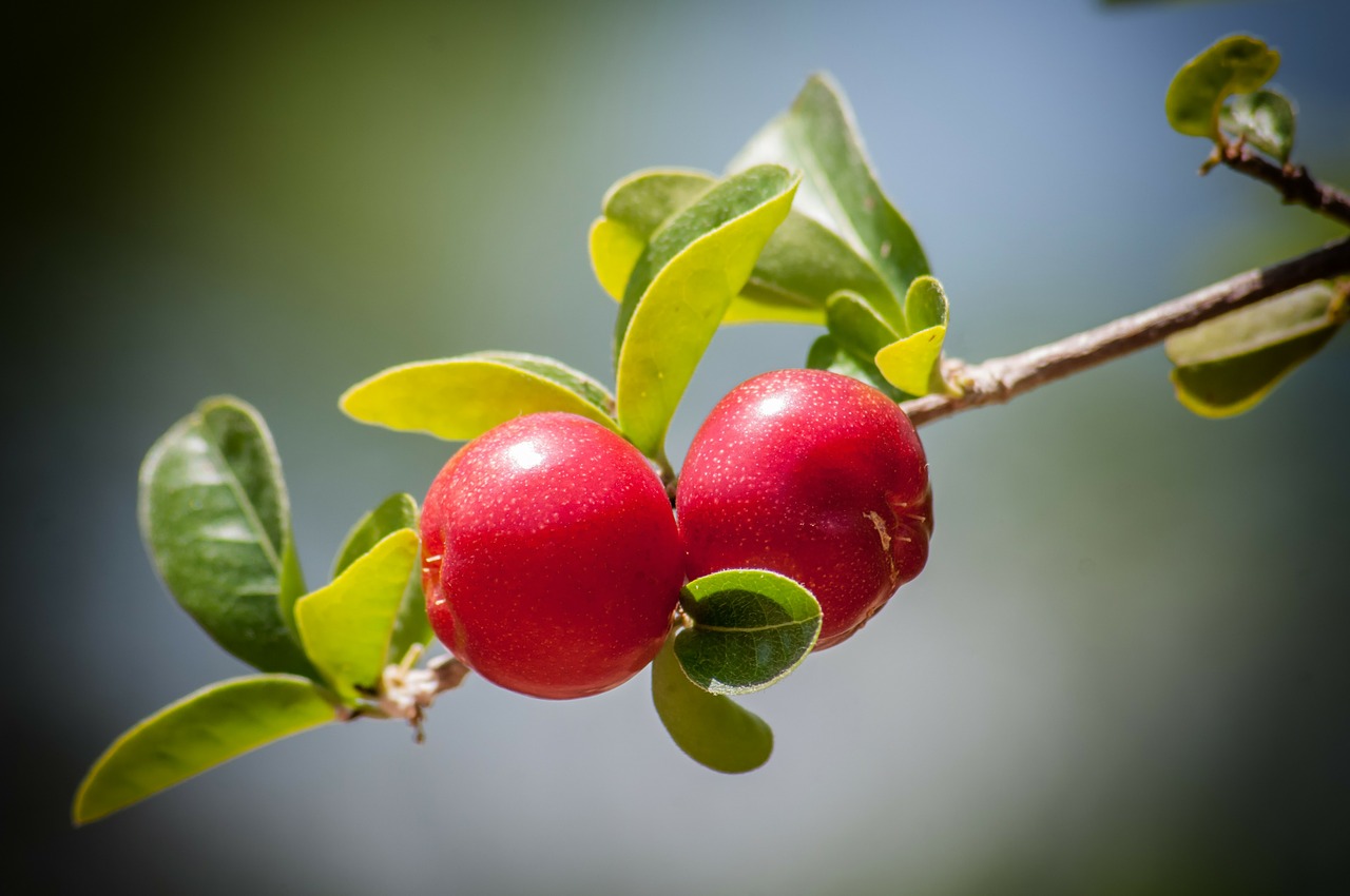 Image - cherry cherries tree fruit branch