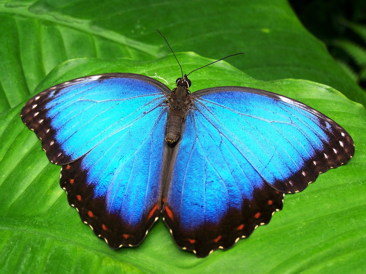 Image - butterfly blue insect