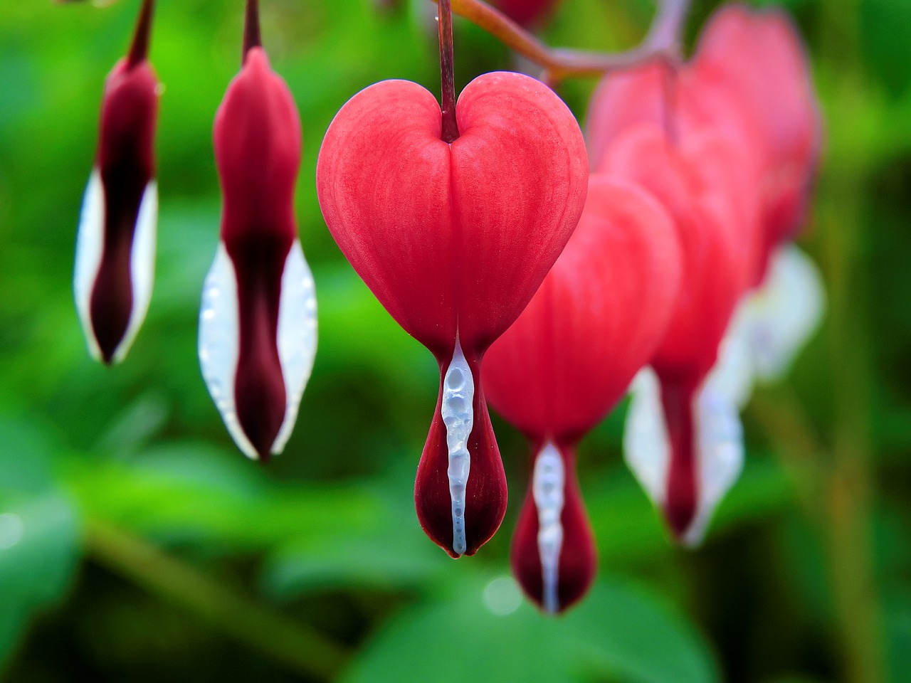 Image - blossom bloom flower nature plant