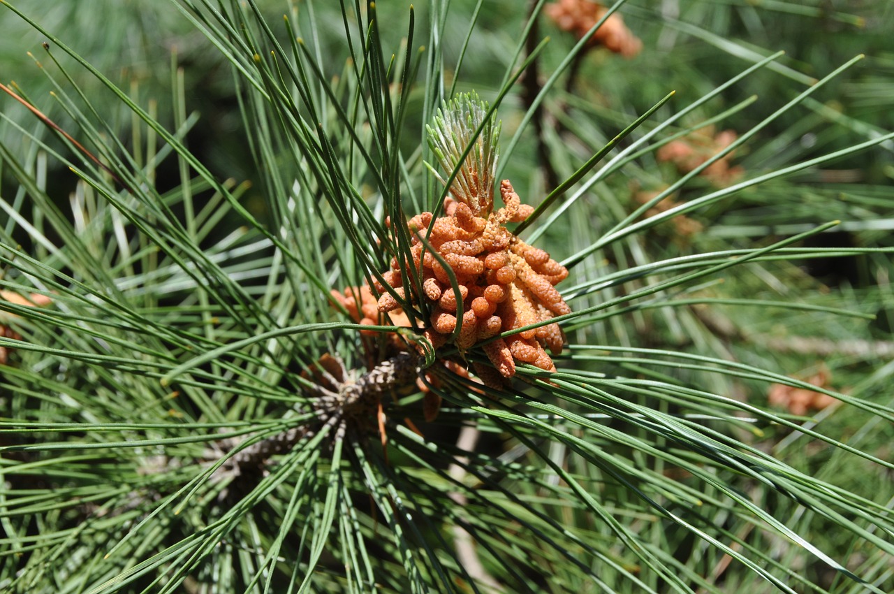 Image - nature pinecone pine green brown
