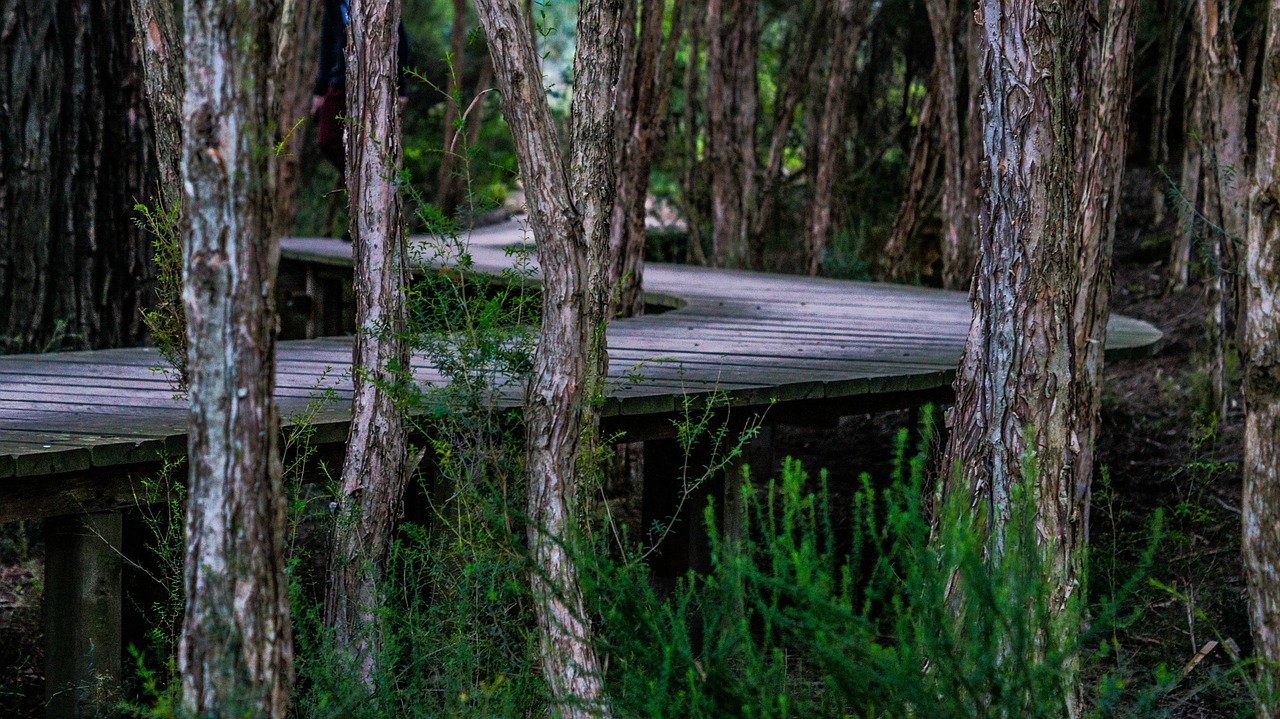 Image - boardwalk trees twist curved wood