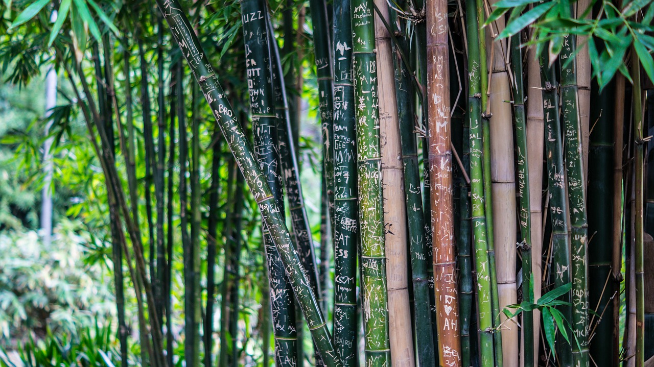 Image - bamboo tall trees plants flora