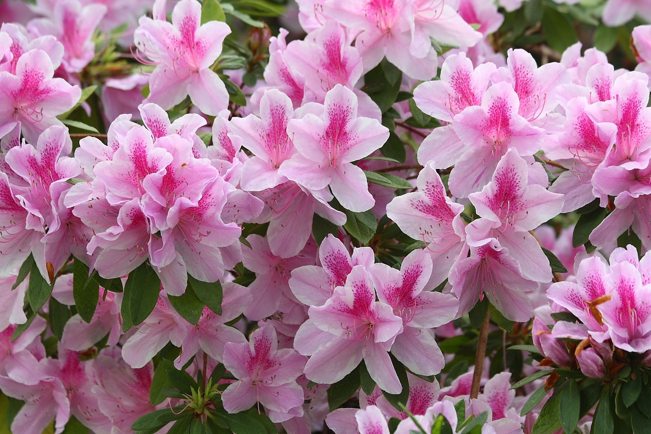 Image - azalea rhododendron flower bloom