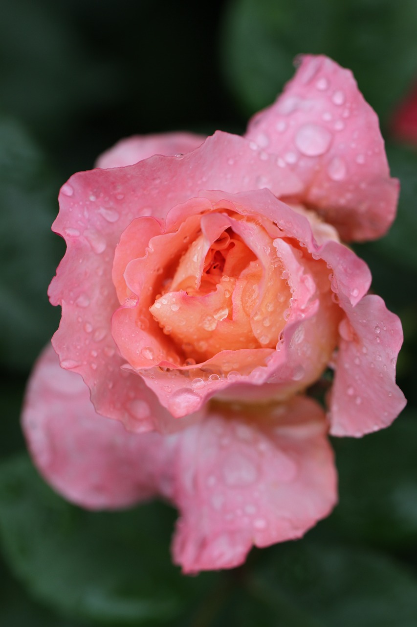 Image - rose flower rose blooms pink