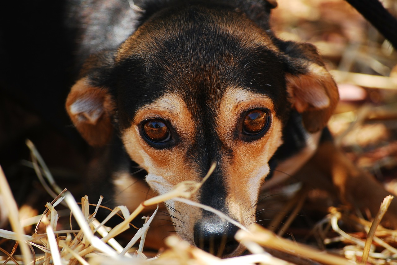 Image - dog eyes anxious close