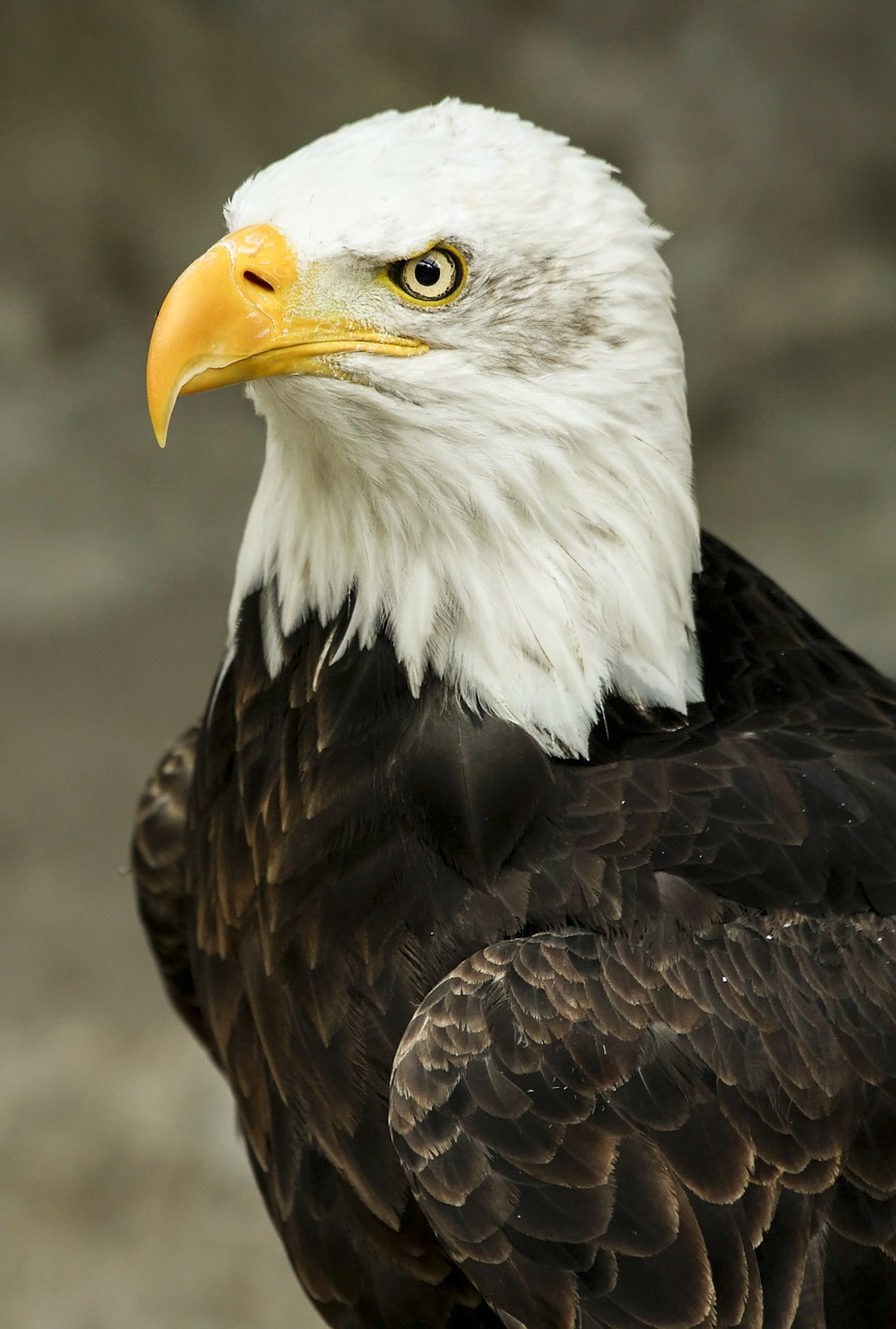 Image - bald eagle bird predator feathered