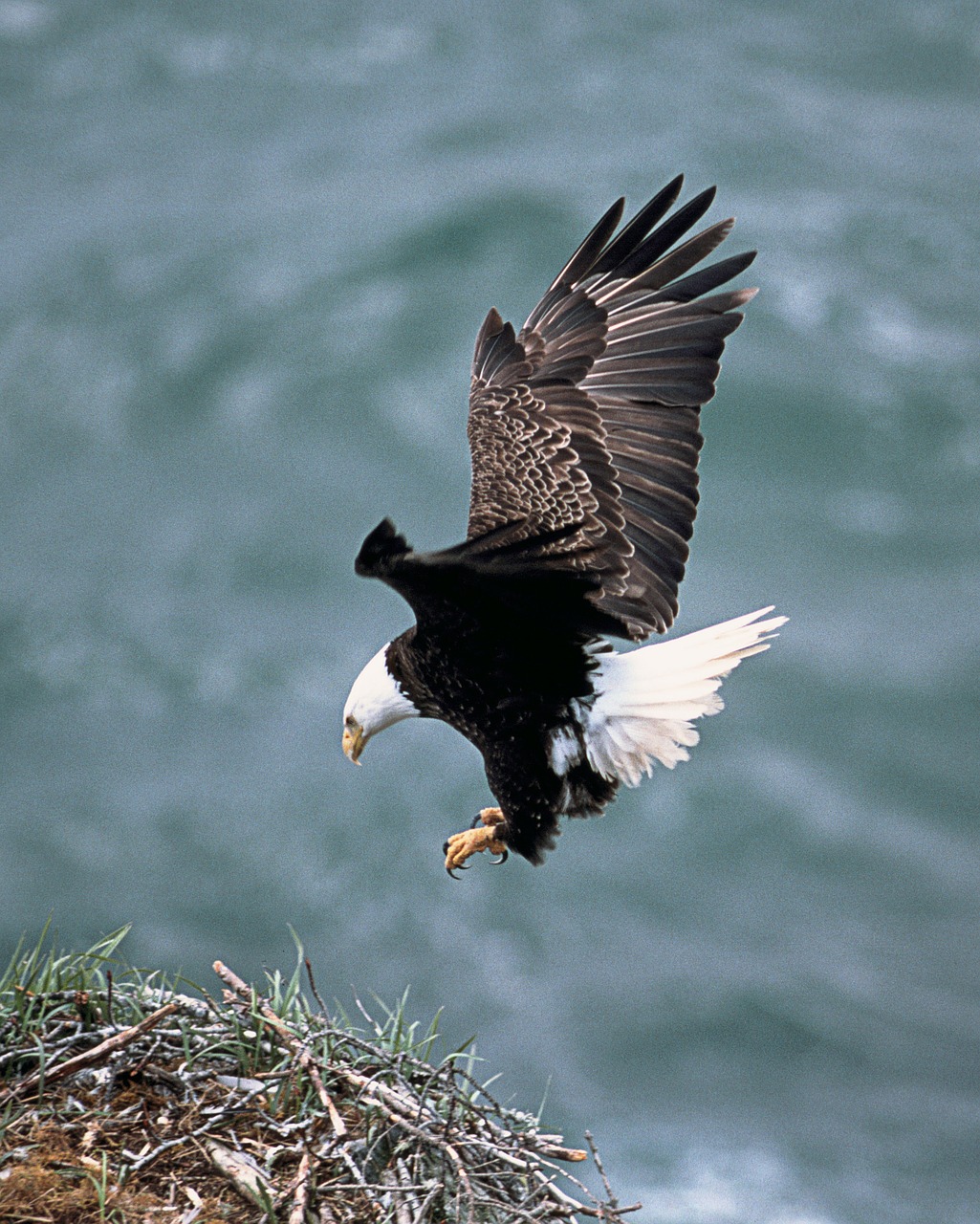 Image - eagles nest flying bald eagle bird