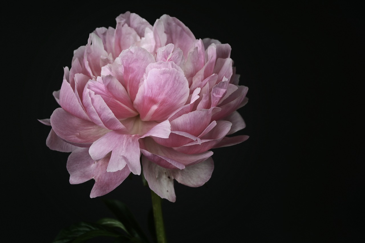 Image - peony blossom bloom pink white