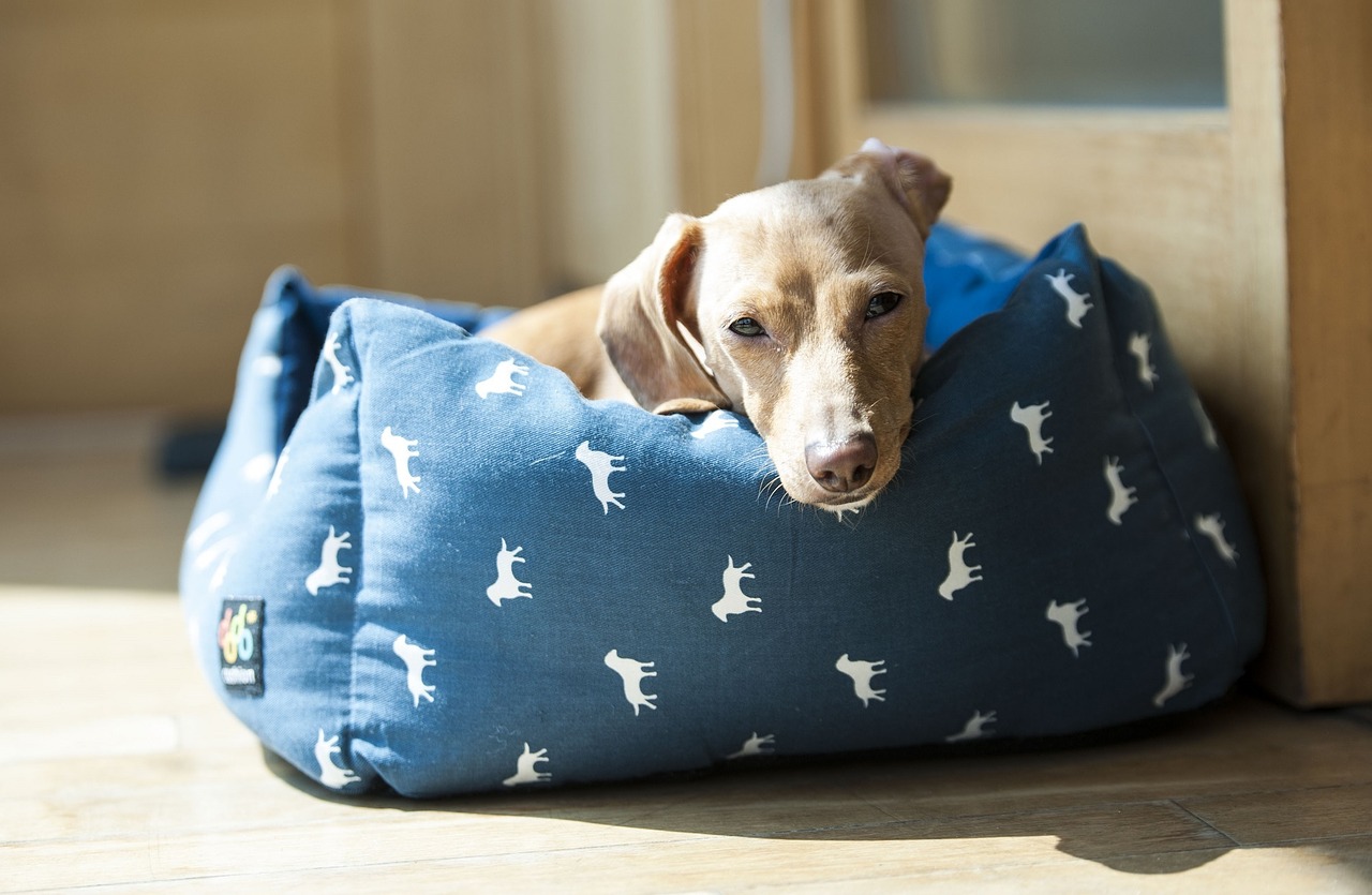 Image - dog dachshund looking portrait