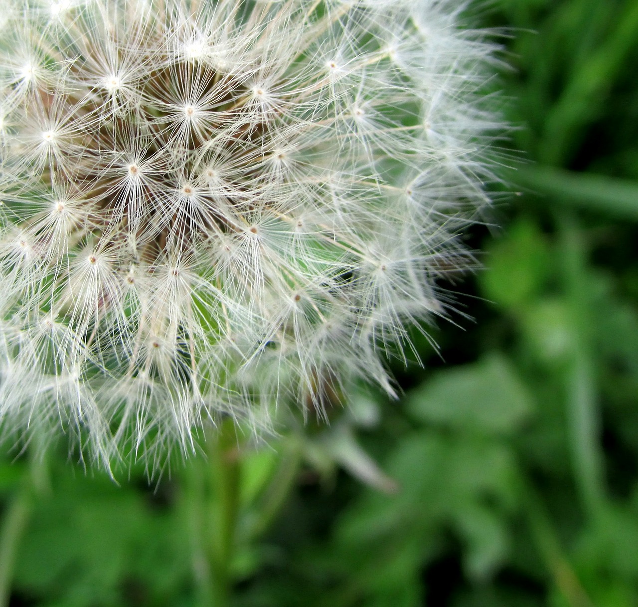 Image - dandelion flower nature summer