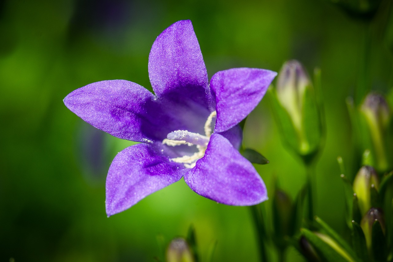 Image - bluebells campanula portenschlagiana