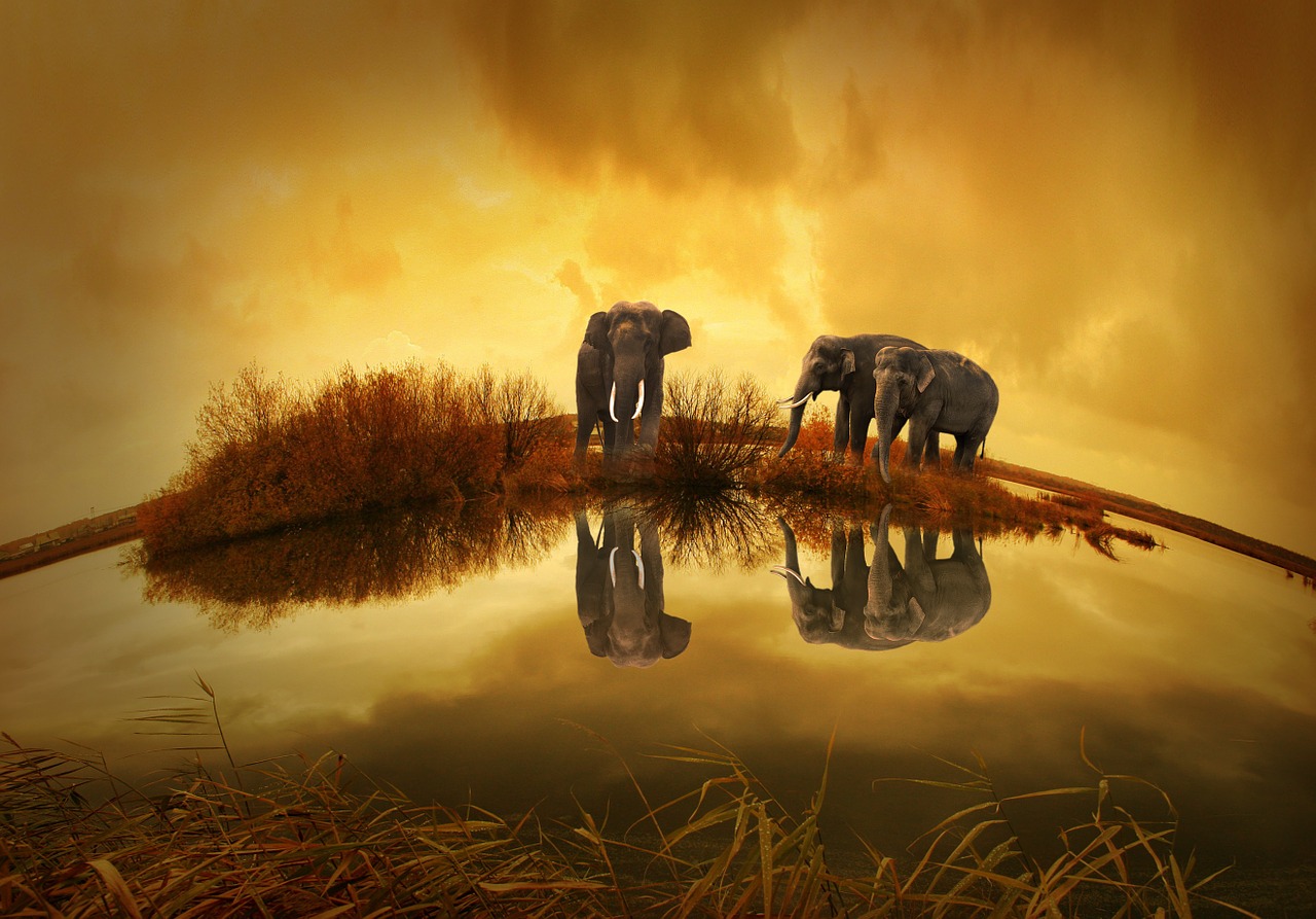 Image - thailand elephant sunset nature