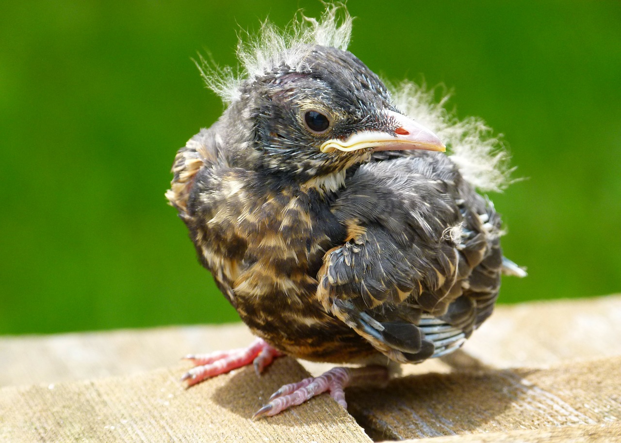 Image - red robin chick young bird