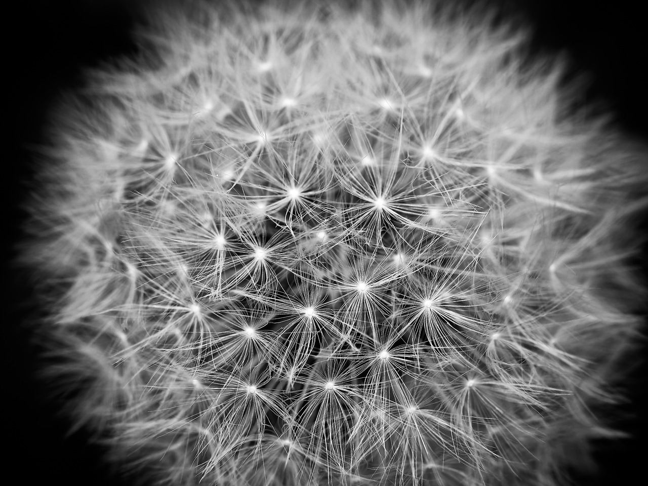 Image - dandelion flower meadow