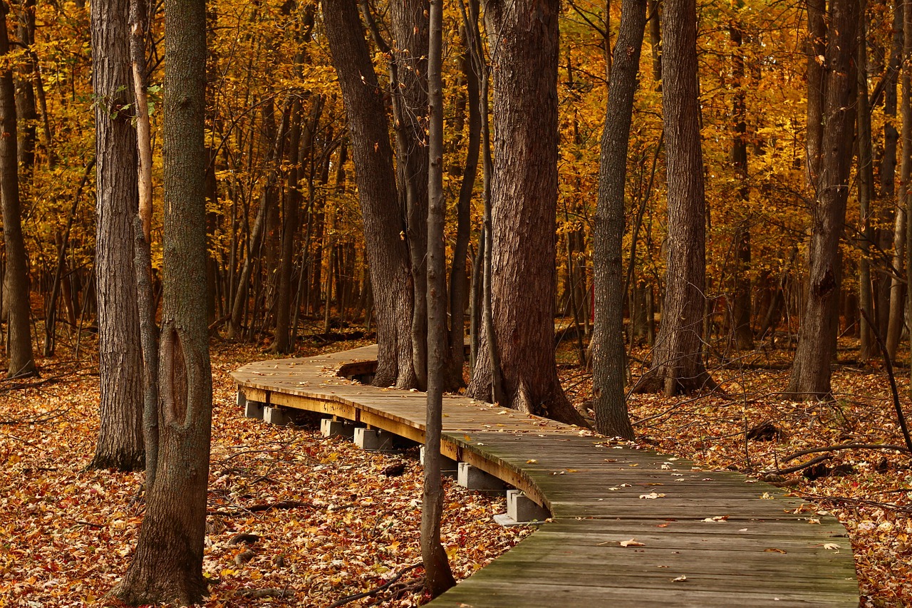 Image - fall leaves trail foliage