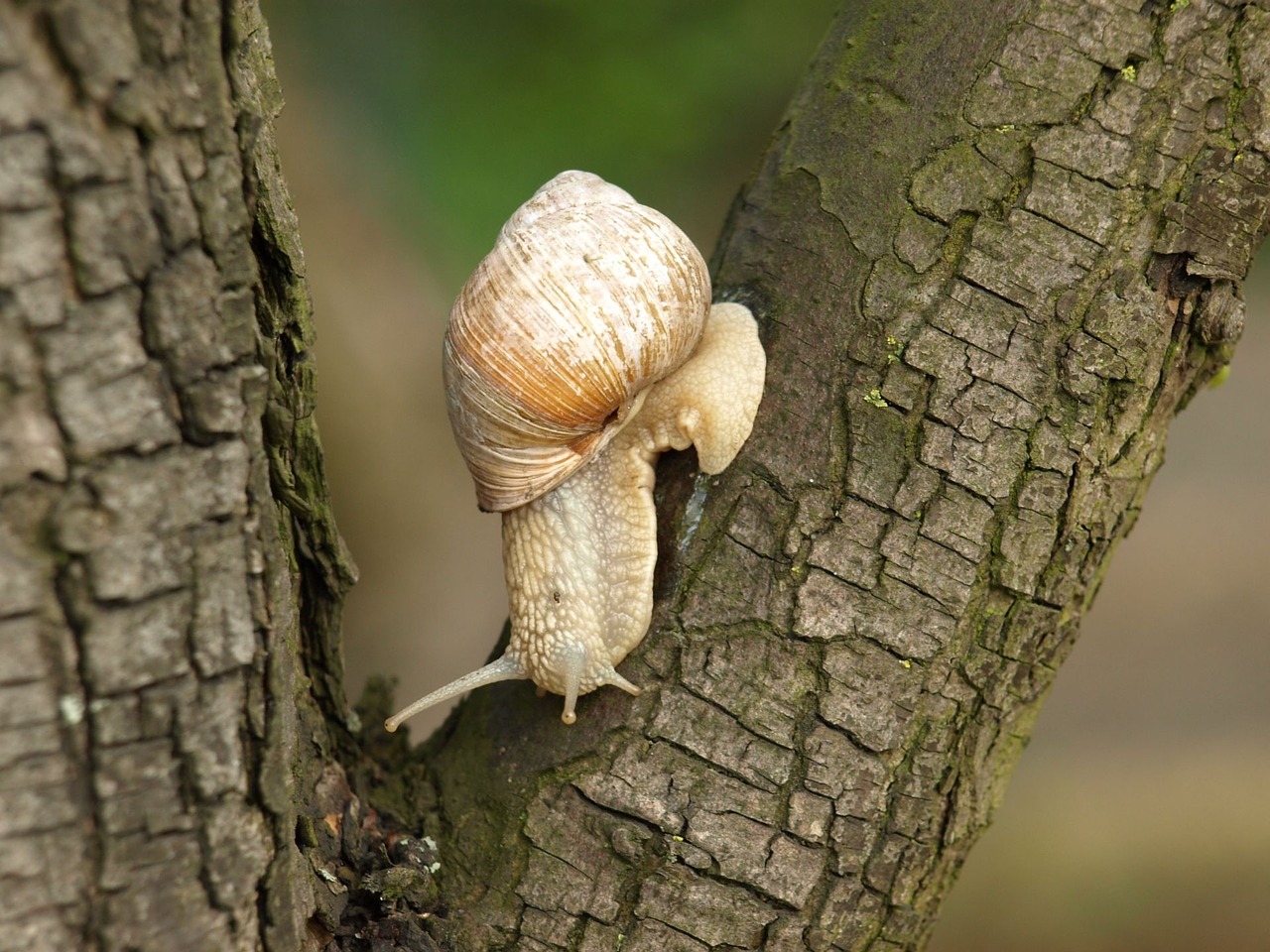 Image - snail tree nature winniczek crawl