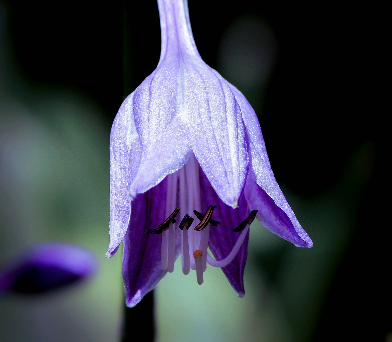 Image - hosta hosta flower purple flower