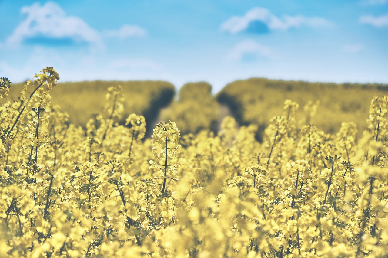 Image - field of rapeseeds oilseed rape