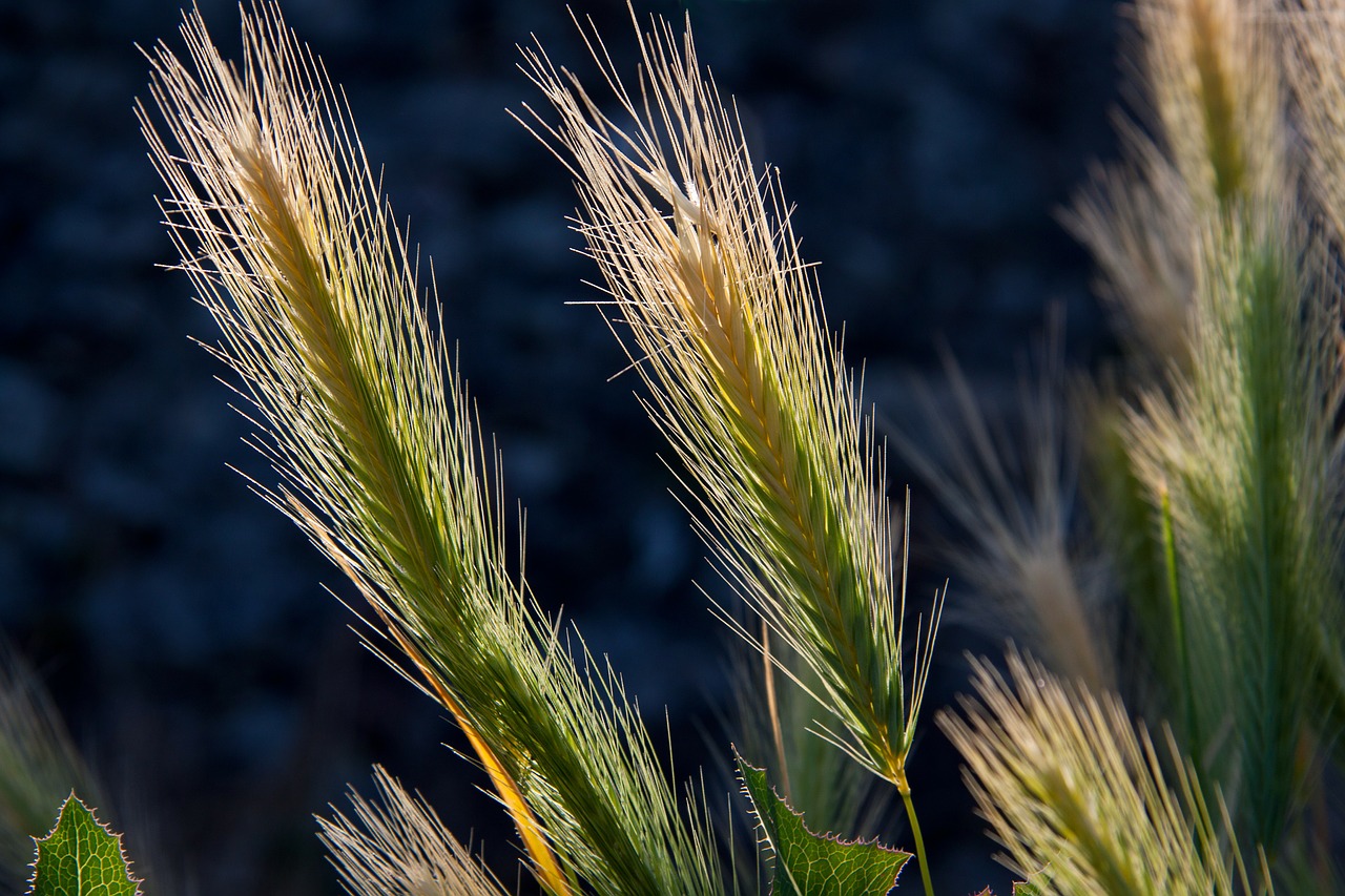 Image - spike awns grass grain cereals