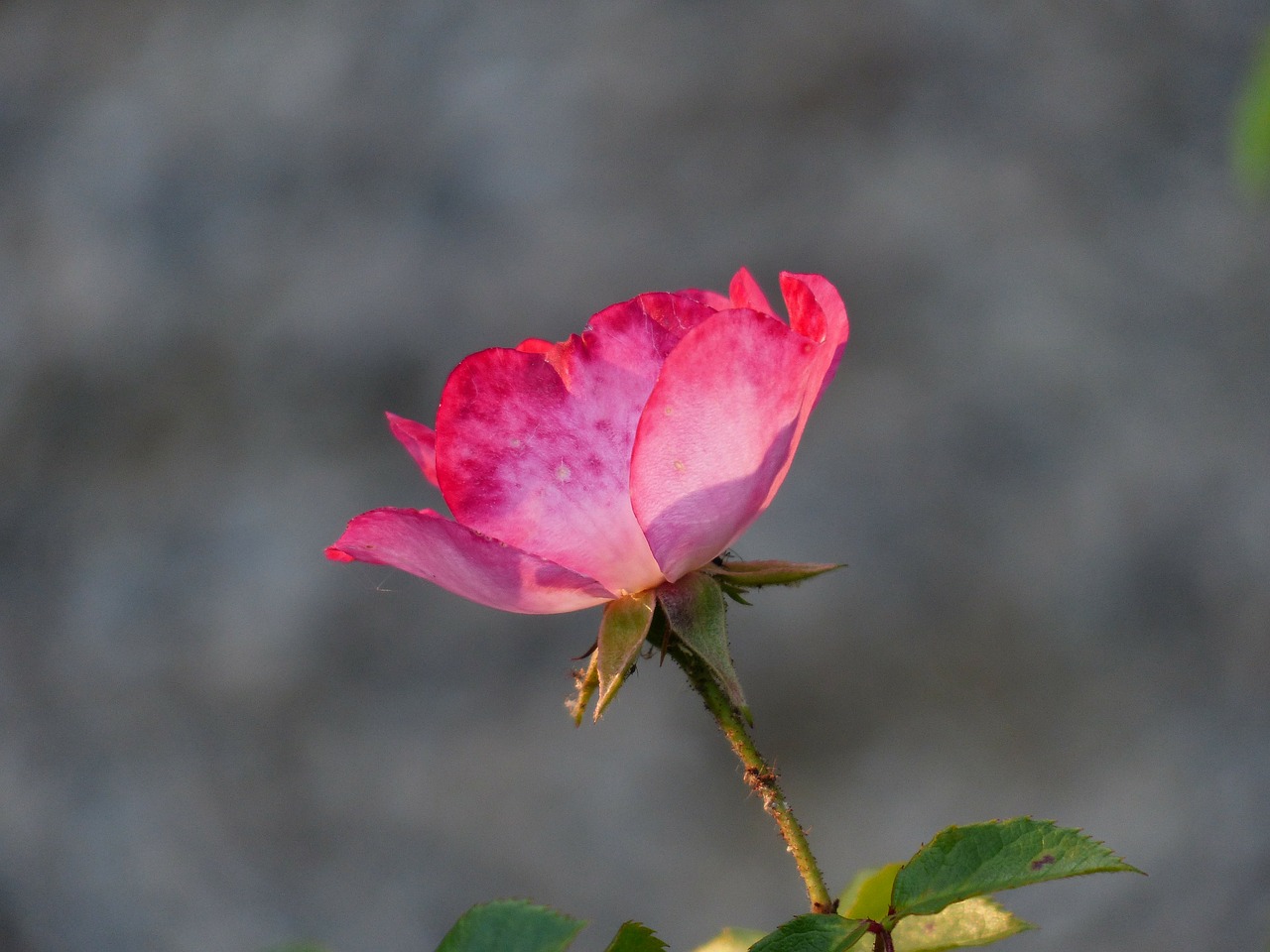 Image - rose flower pink flowers blossom