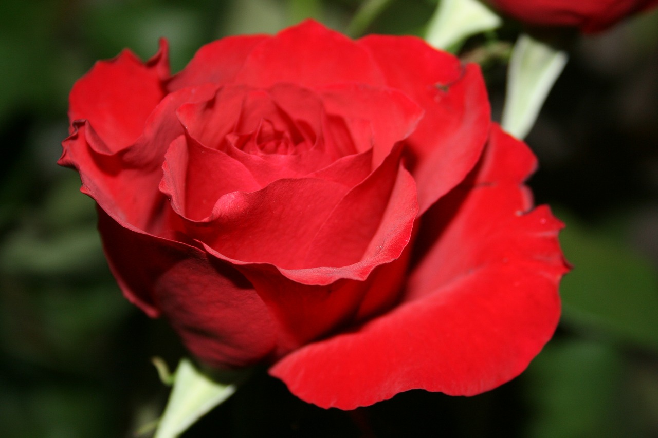 Image - pink red flower gift