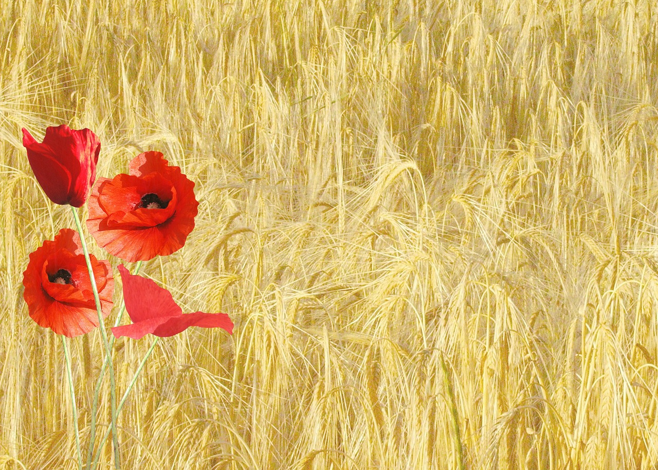 Image - red poppy papaver rhoeas corn field