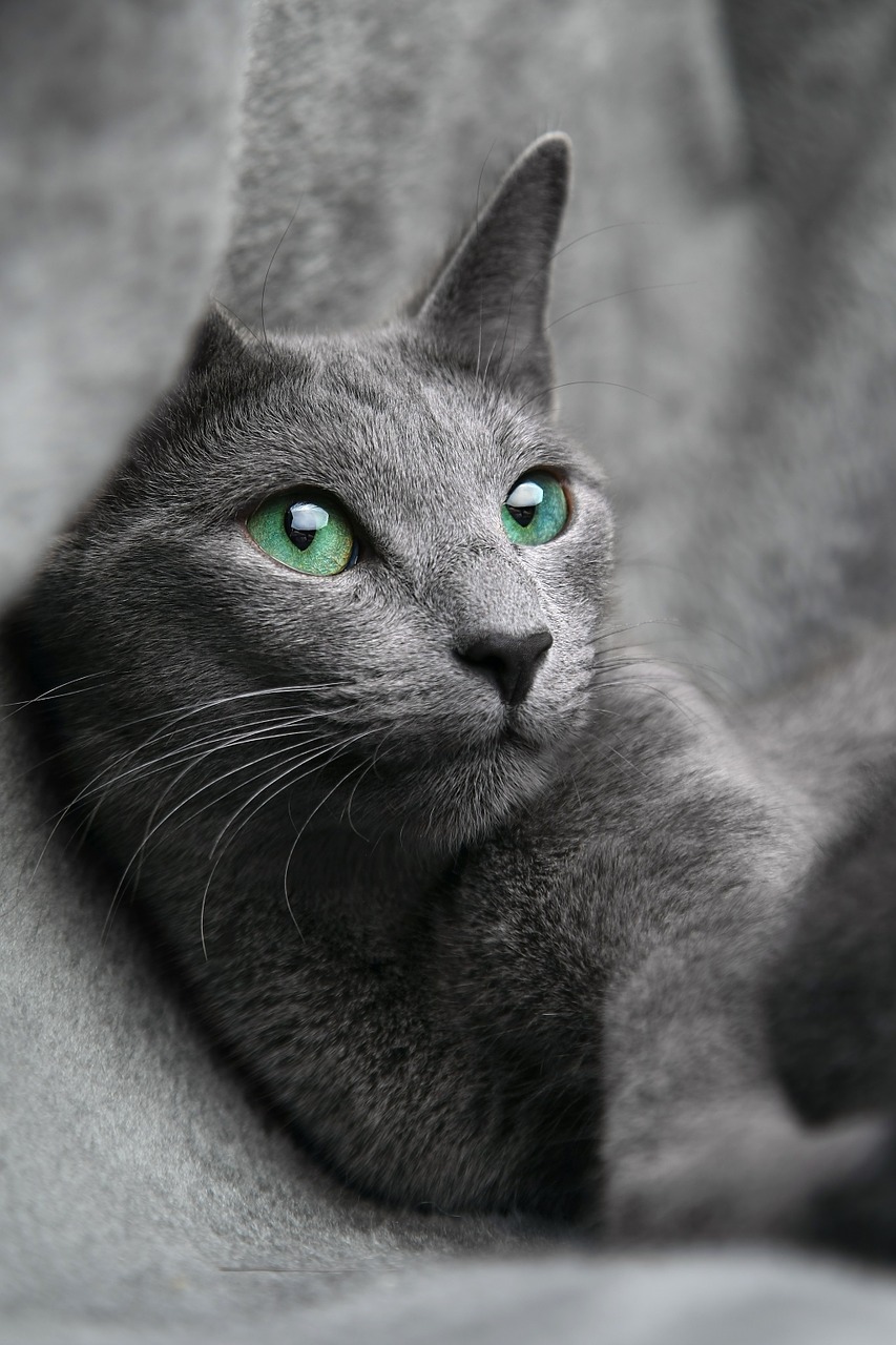 Image - cat russian blue look eyes gray