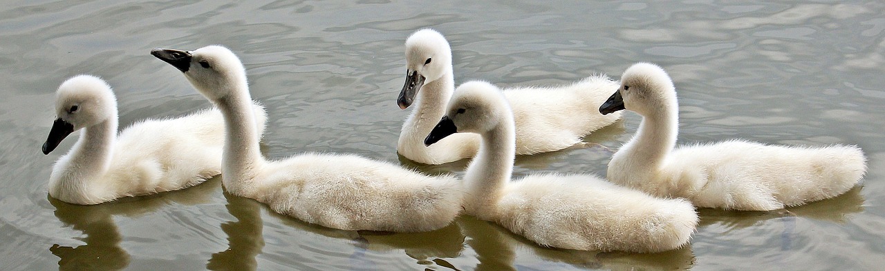 Image - swans baby swans water waterfowl