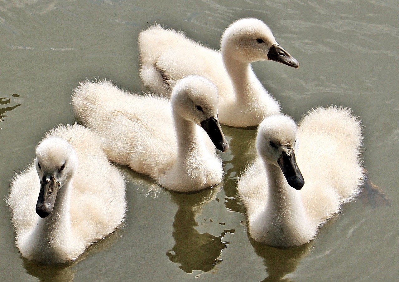 Image - swan baby swan baby swans water