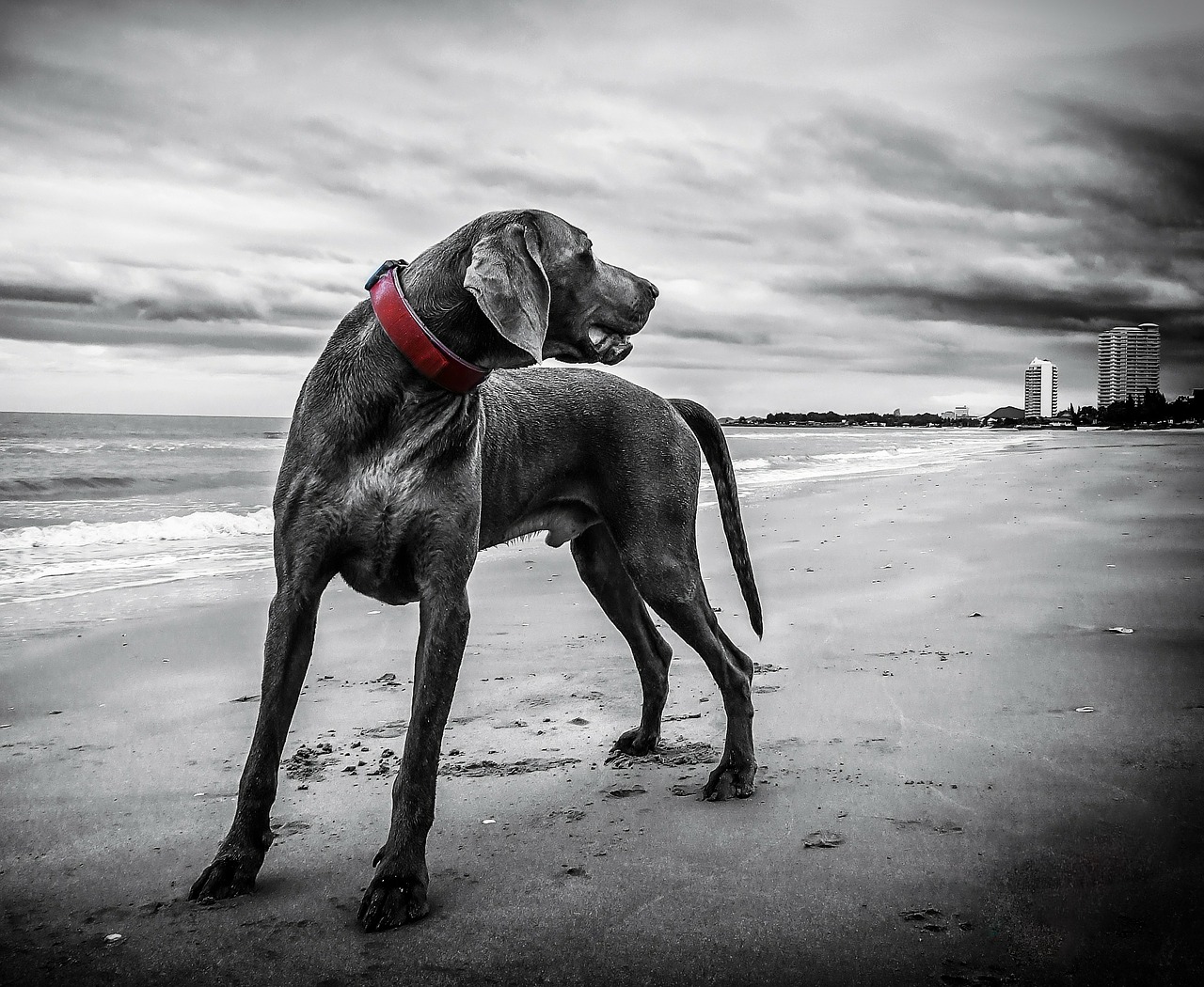 Image - weimaraner beach thailand dog