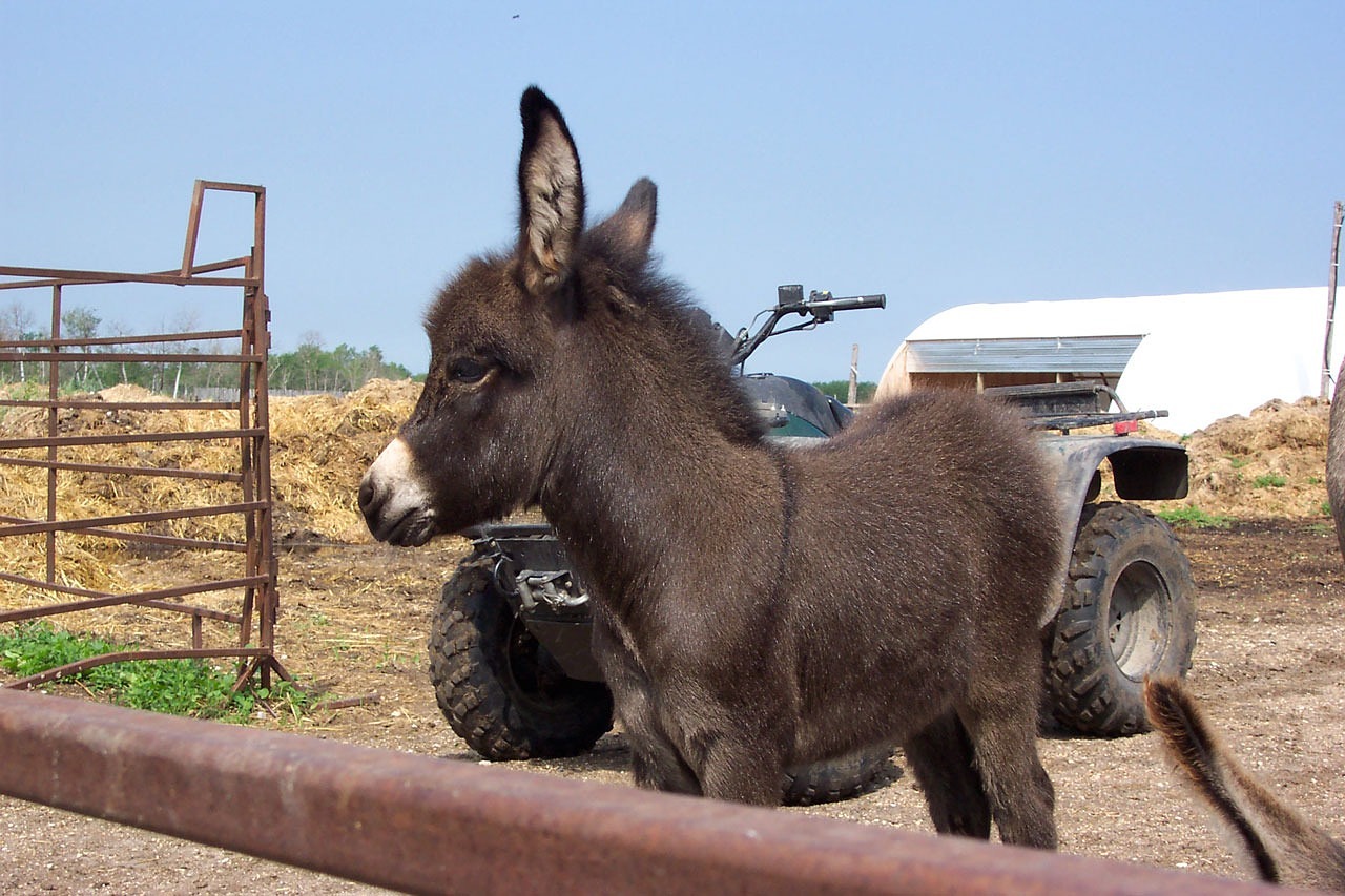 Image - donkey young brown cute mule farm