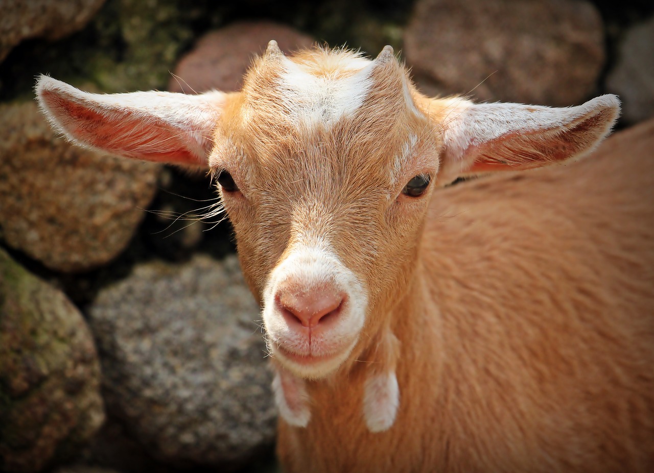 Image - goat animal horns mammals creature