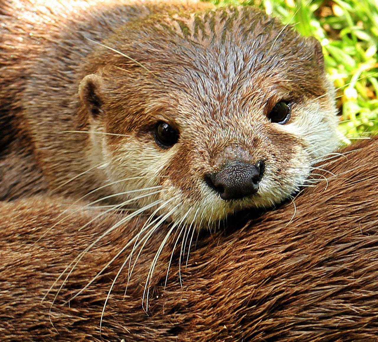 Image - otter otter baby otter baby nature