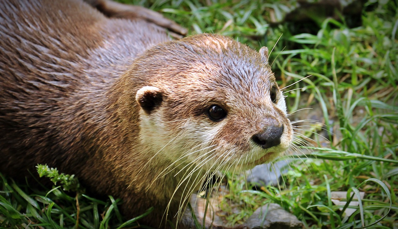 Image - otter otter baby otter baby nature