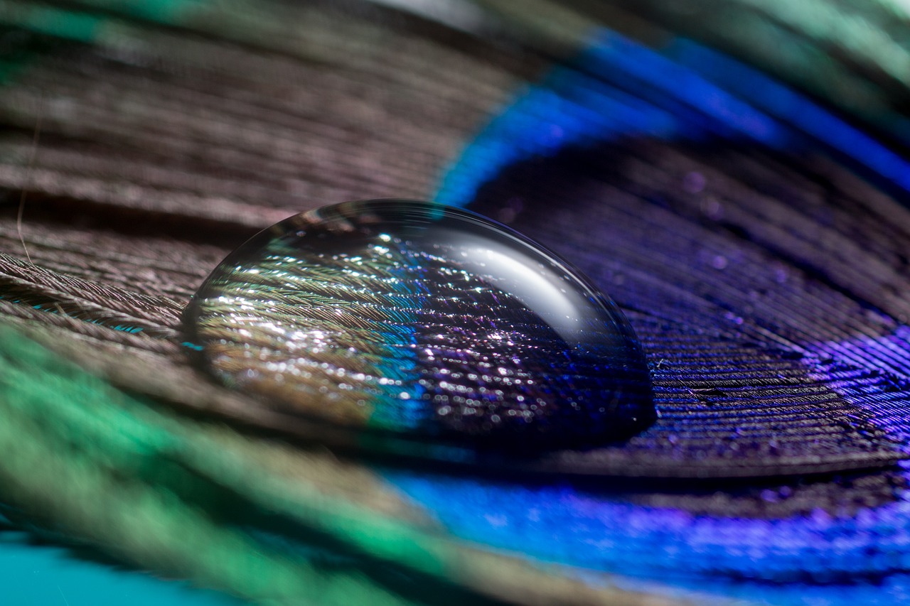 Image - peacock feather feather drip macro