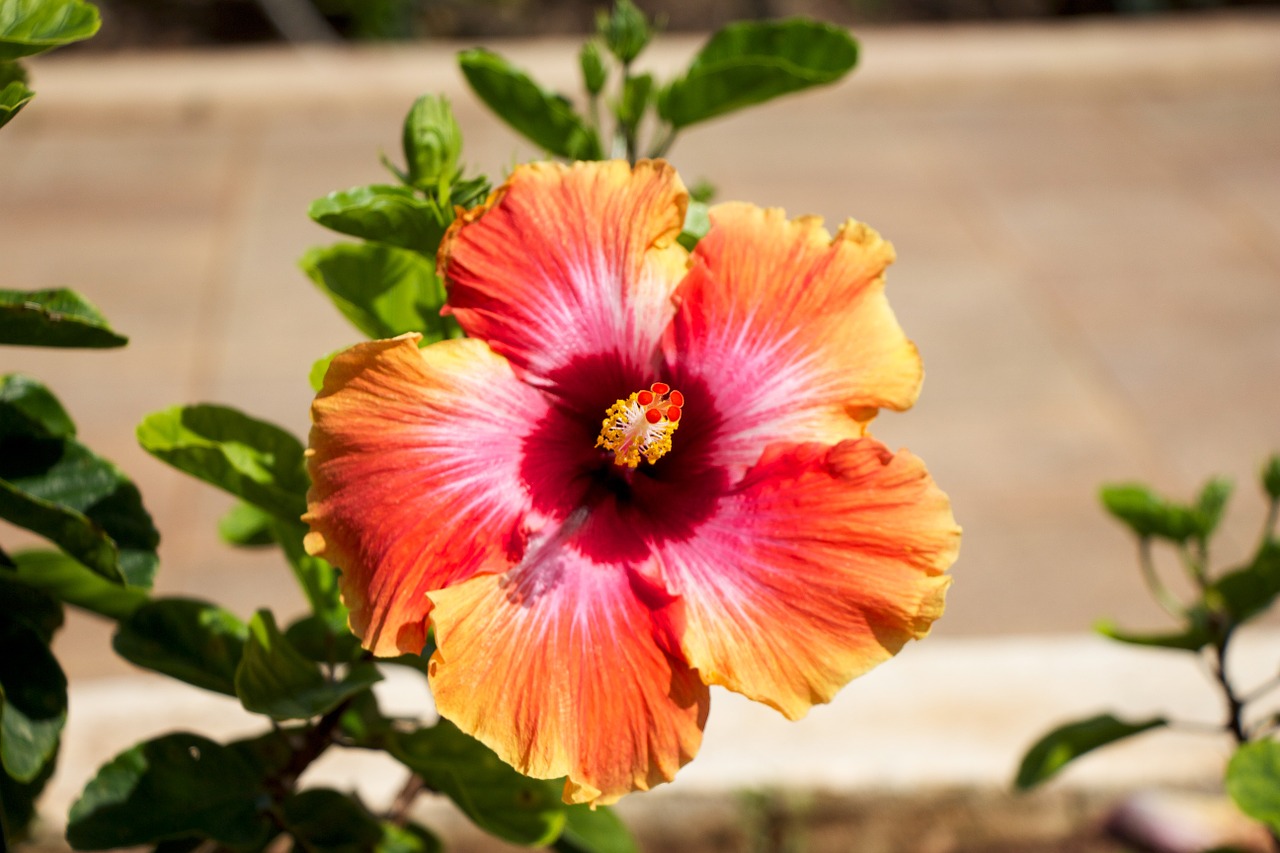 Image - hawaii flower garden orange yellow