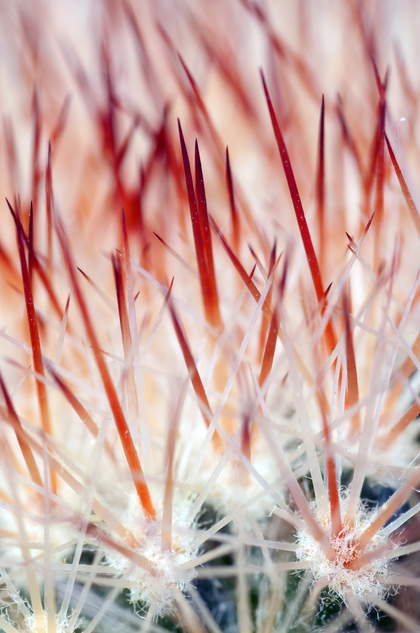 Image - cactus colic flower macro nature