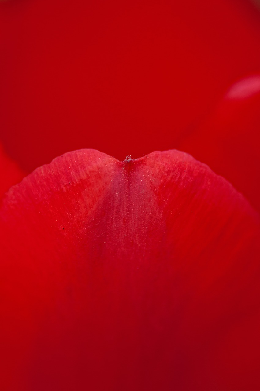 Image - rose petal red rose petals flower