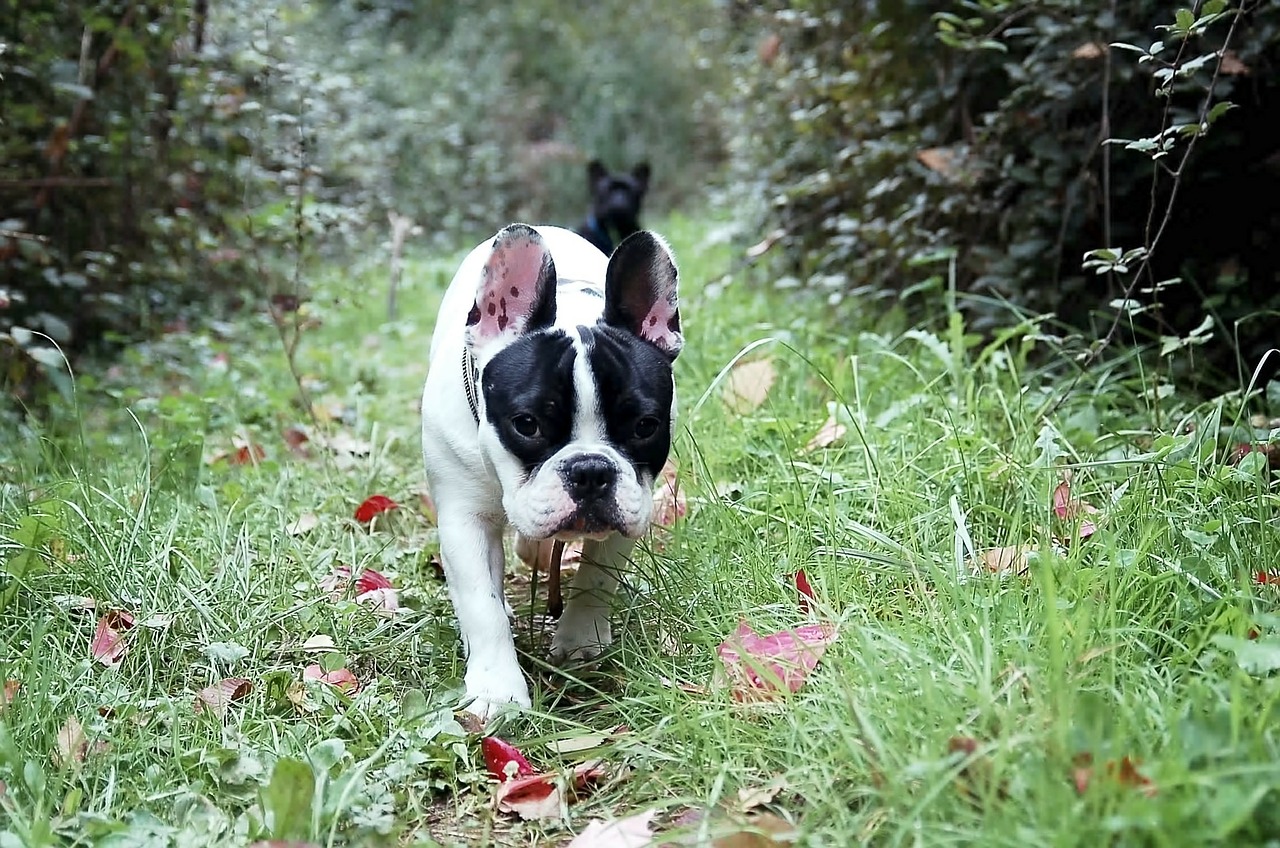 Image - bulldog french bulldog puppy dog