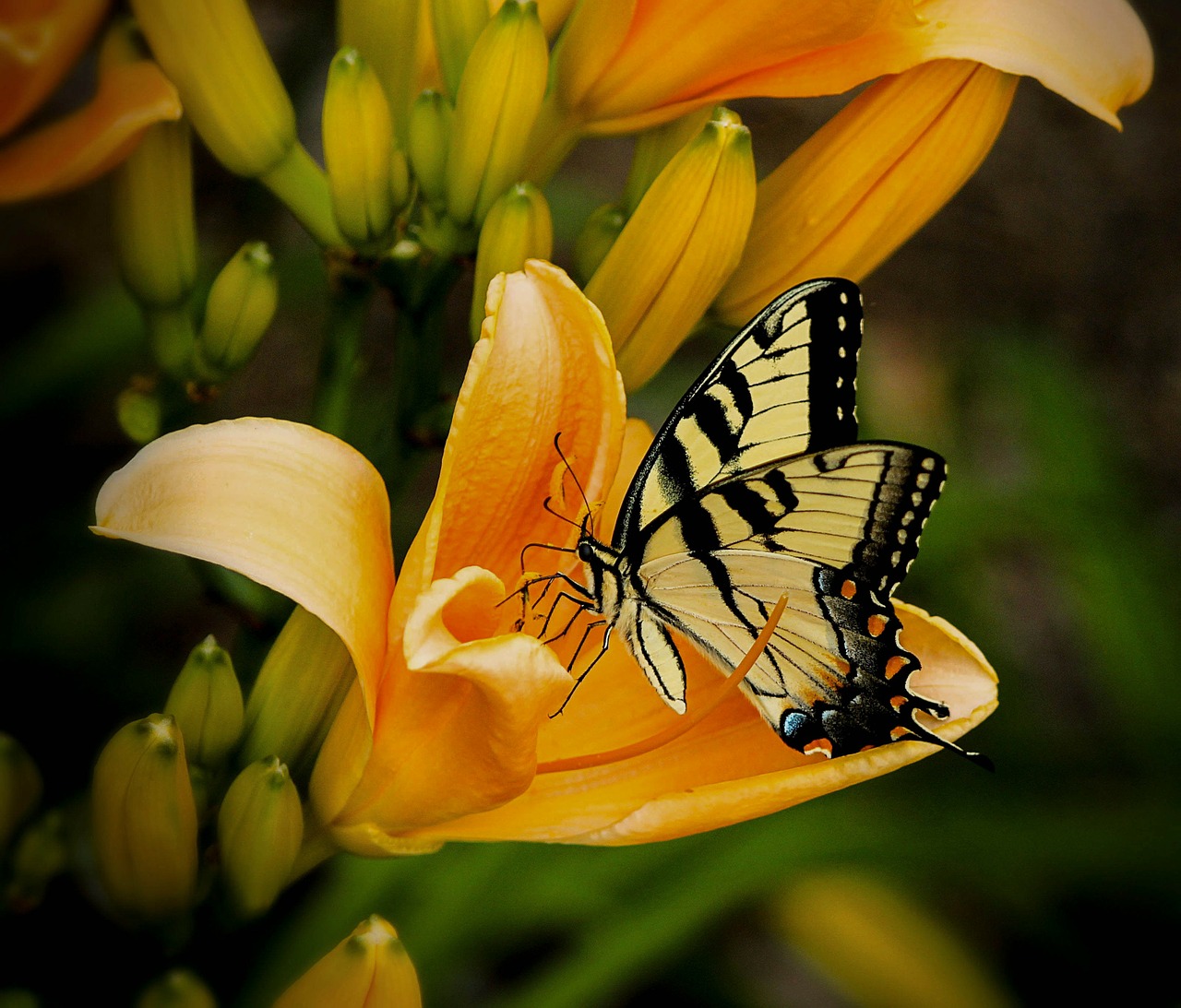 Image - butterfly swallowtail papilio