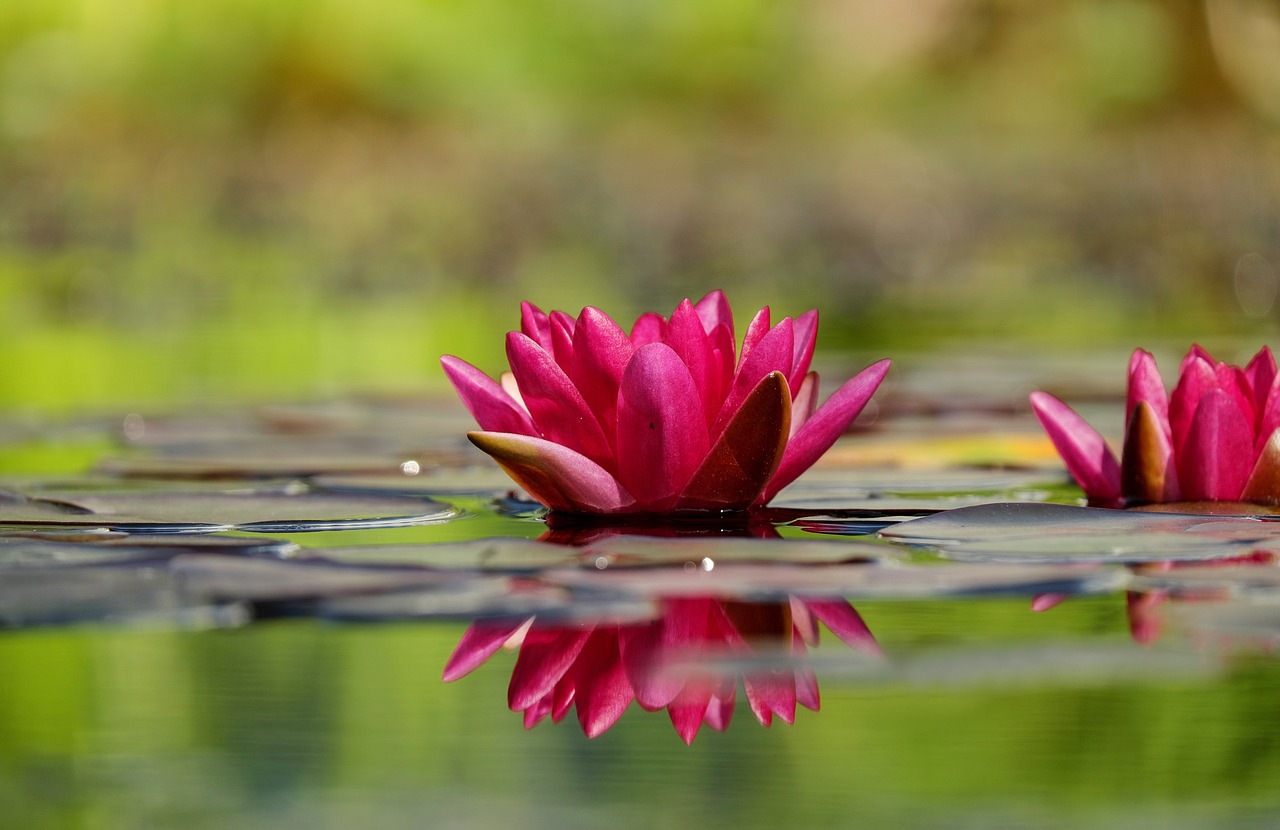 Image - water lily flower blossom bloom