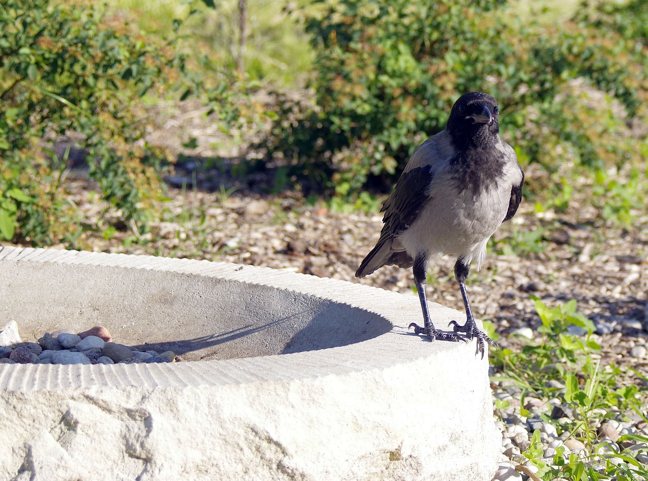 Image - crow crows bird nature predator