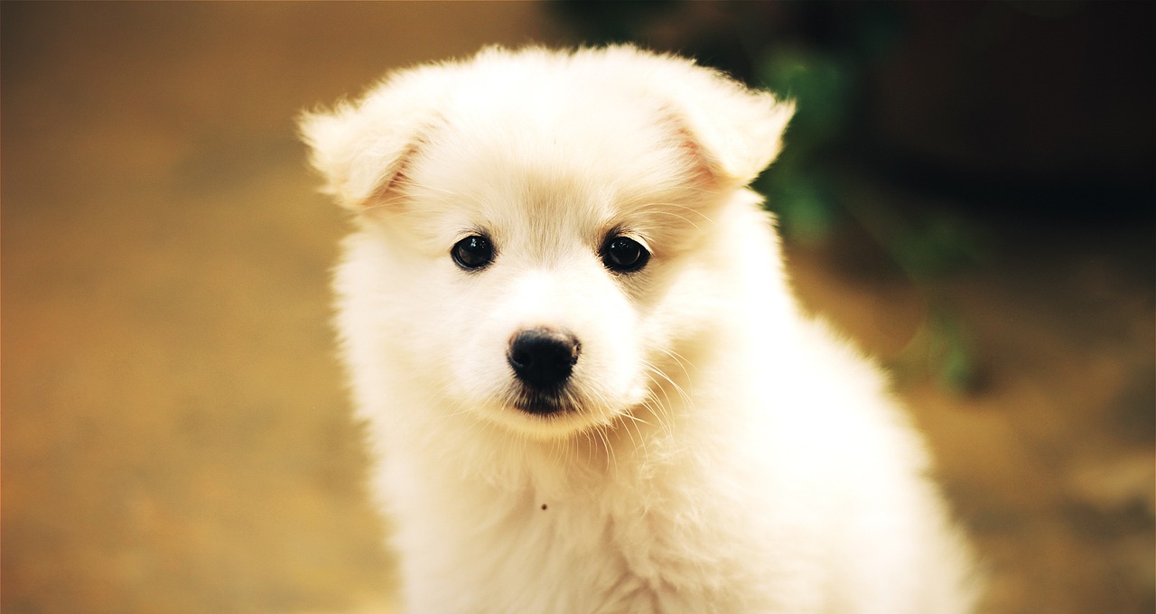 Image - dog puppy cute adorable pet