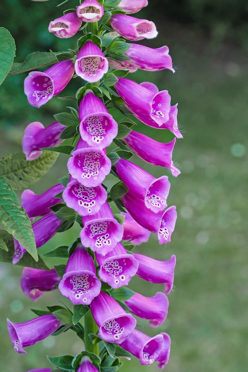 Image - thimble common foxglove