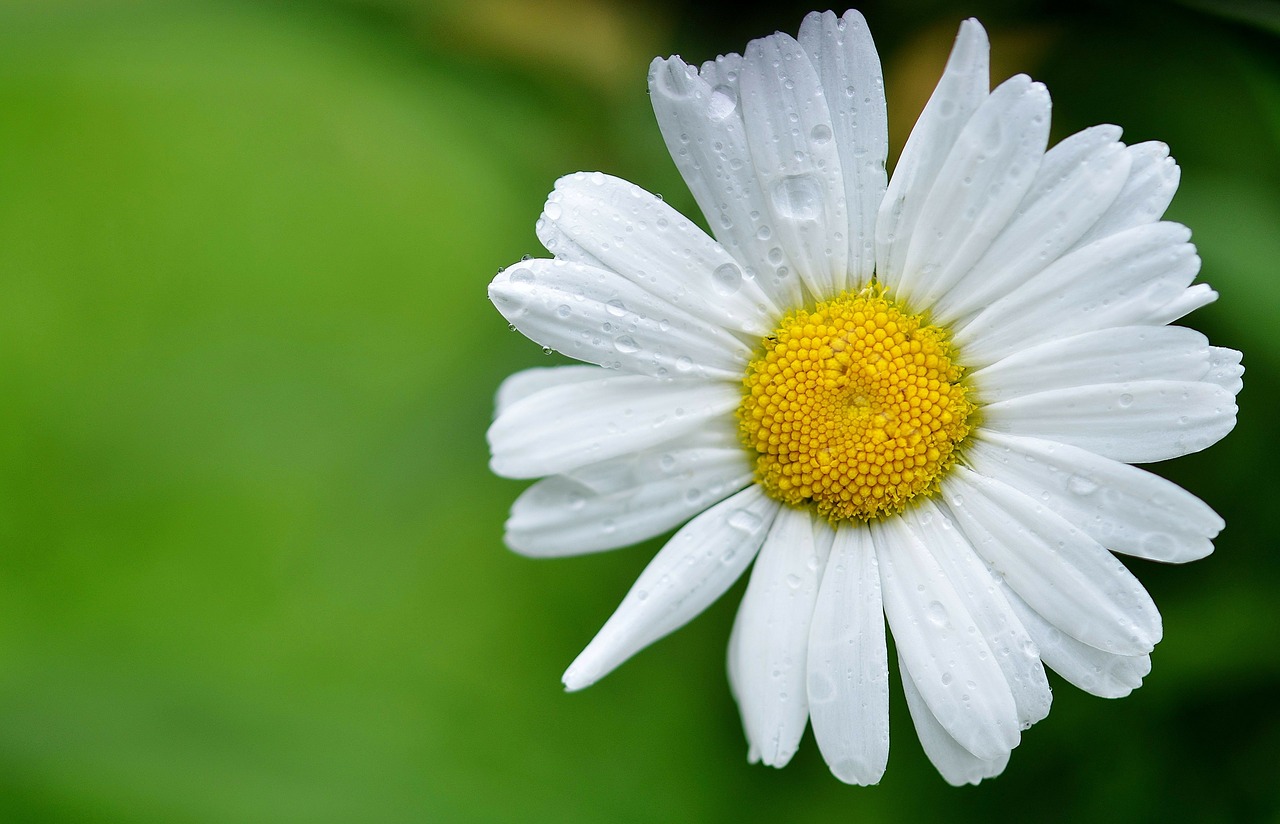 Image - daisy flowers meadow summer meadow