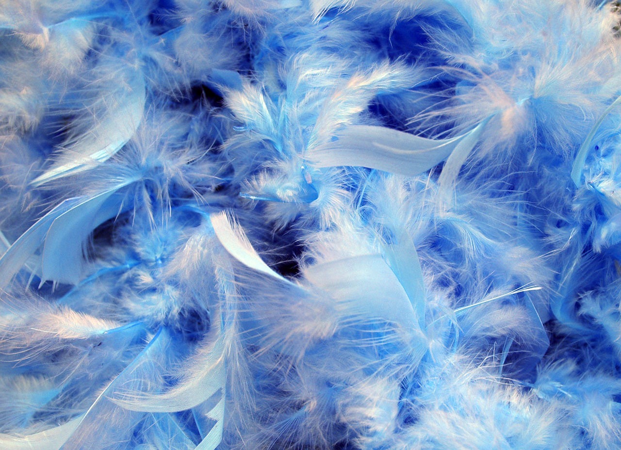 Image - background blue feathers fluffy