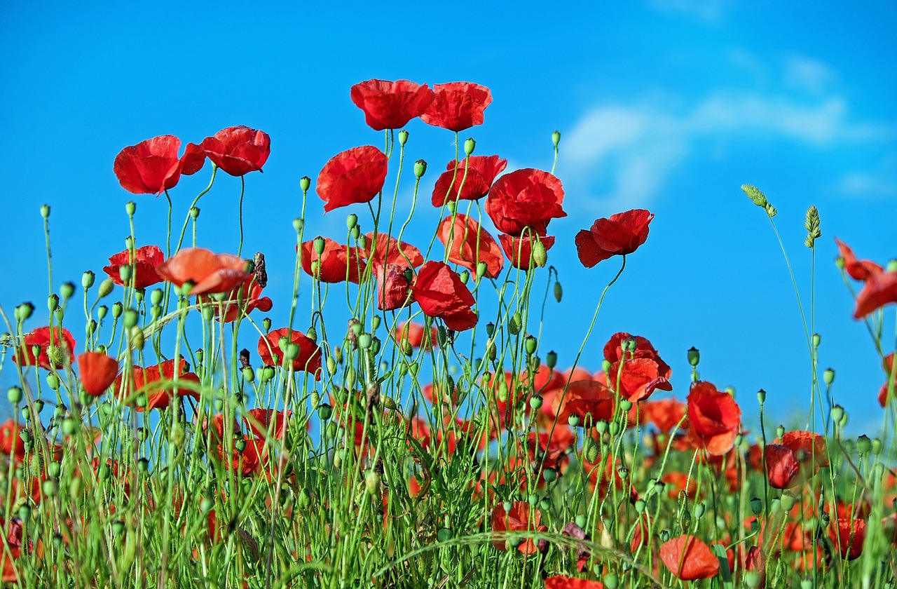 Image - poppy flower klatschmohn blossom