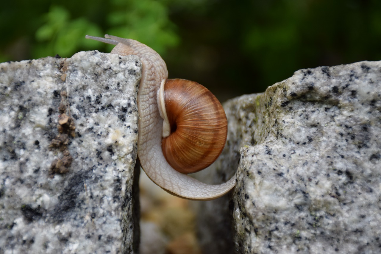 Image - snail obstacle overcoming will